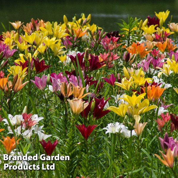 Nurserymans Choice Bulbs