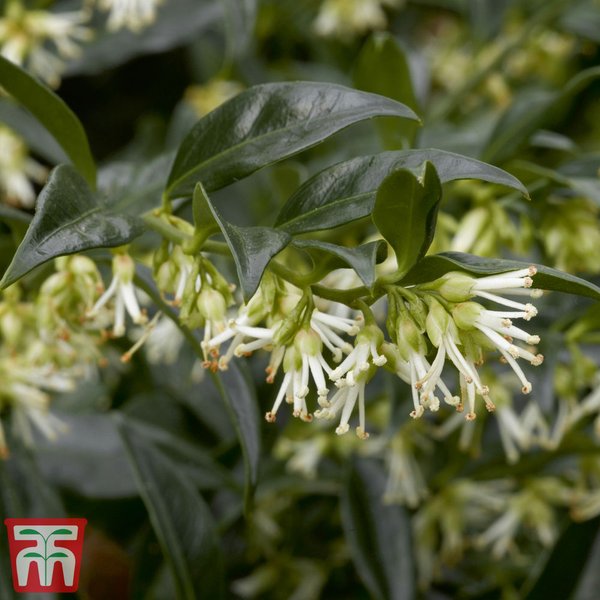Sarcococca confusa