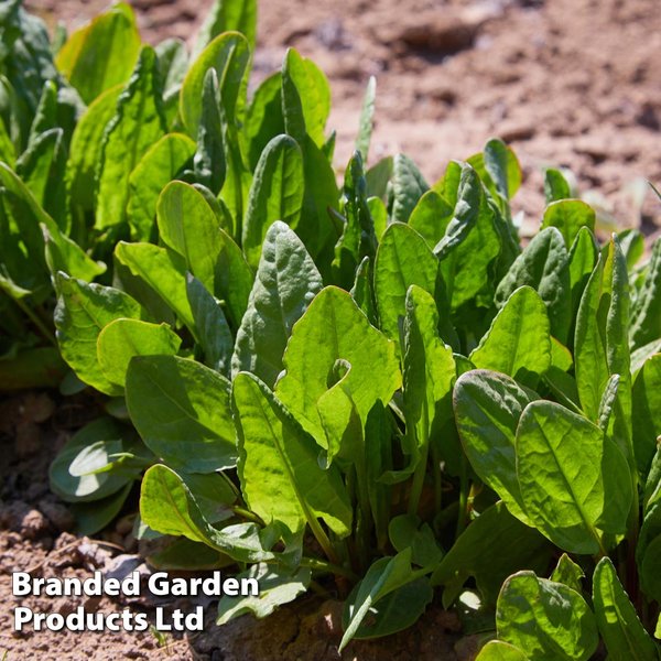 Sorrel - Herb Seeds