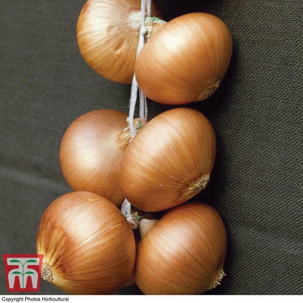 Onion 'Stuttgarter Giant' (Spring)