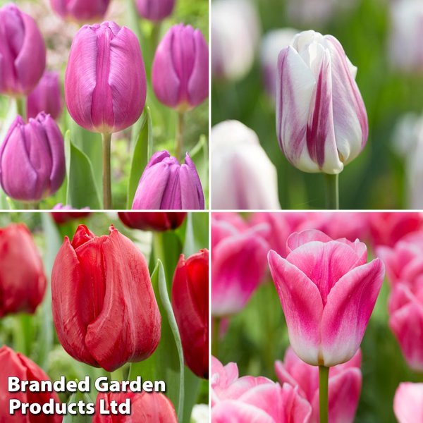 Tulip Patio Mix