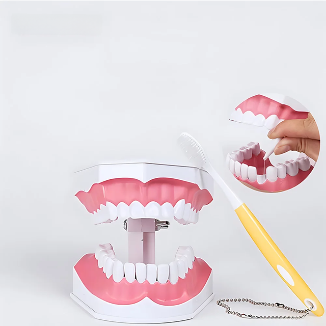2 Times Enlarge Dental Teeth Model, Ideal Model Teeth Brushing Training For Kids, Includes Toothbrush, Dental Education Supplies
