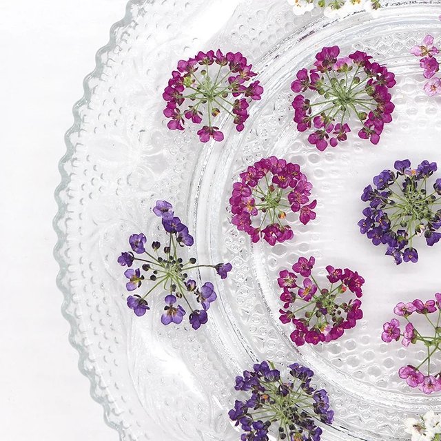 120pcs Pressed Dried Lobularia maritima Flower Head Herbarium For Resin Epoxy Jewelry Card Bookmark Frame Phone Case Makeup Lamp