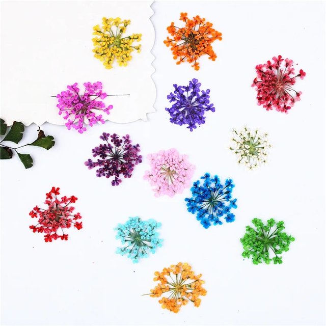Snow Pearl flower small lace flower mini manicure dried flower plant specimen face decoration petal makeup stick face flower.