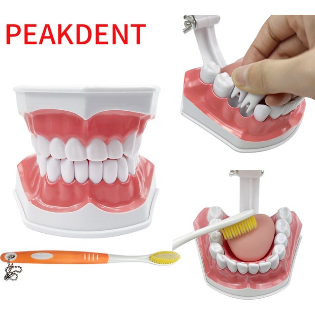 2 Times Dental Large Teeth Demonstration Model Typodont With Tongue & Toothbrush for Teaching Studying Brushing Education