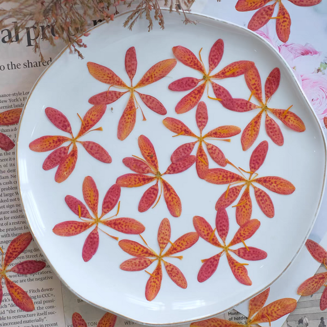 50pcs Pressed Dried Belamcanda Chinensis Flower Resin Epoxy Jewelry Card Bookmark Frame Phone Case Makeup Lamp Sticker Decorate