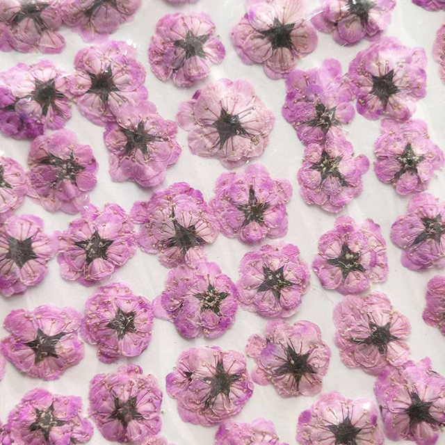 1000Pcs Dyed Small Daffodil Pressed Flowers DIY Materials Resin Jewelry Phone Case Makeup Nail Art Dried Flowers Pressed Flowers Pearl Plum Dried Flowers