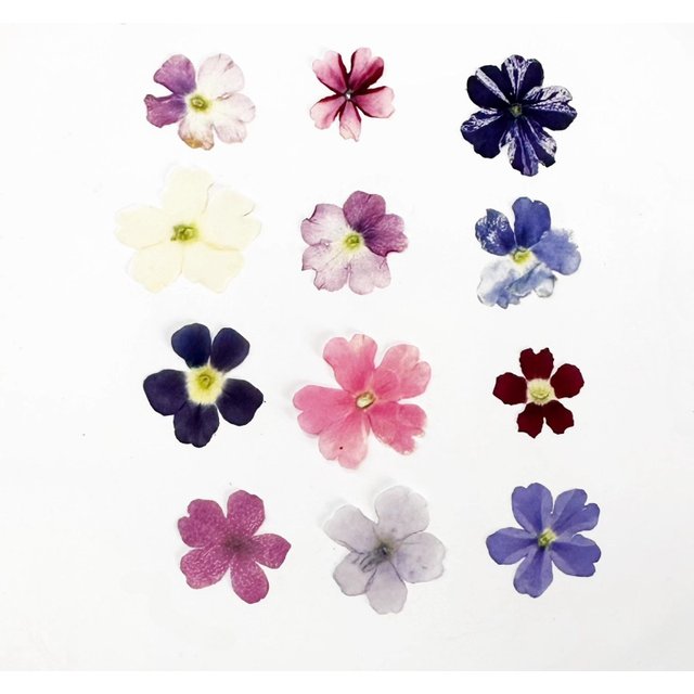 24pcs,Verbena Dry Flowers DIY Drip Glue Phone Case Plant Photo Frame Nail Art & Makeup Craft Supplies,Pressed Flower Craft Kit