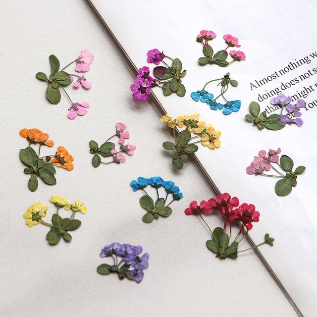 2-3cm/12pcs, Petites fleurs pressées, Pétales de fleurs en gros pour invitations de mariage DIY, marque-pages, cartes cadeaux, décorations faciales