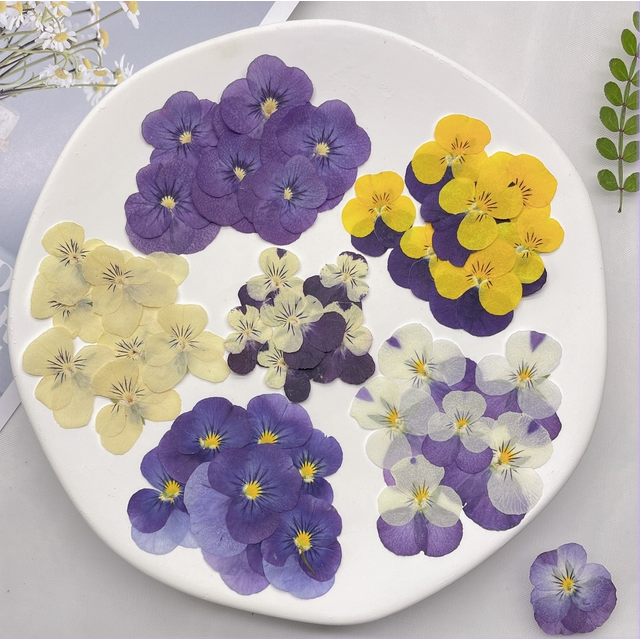 1Set Pressed Dried Corydalis Suaveolens Herbarium For Nail Art Face Make Up Epoxy Resin Jewelry Frame Phone Case Craft DIY