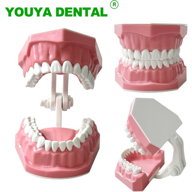 Dental Model Oral Care Teaching Demonstration Model Brushing Flossing Practice Teeth Typodonts Model for Kids Education Studying