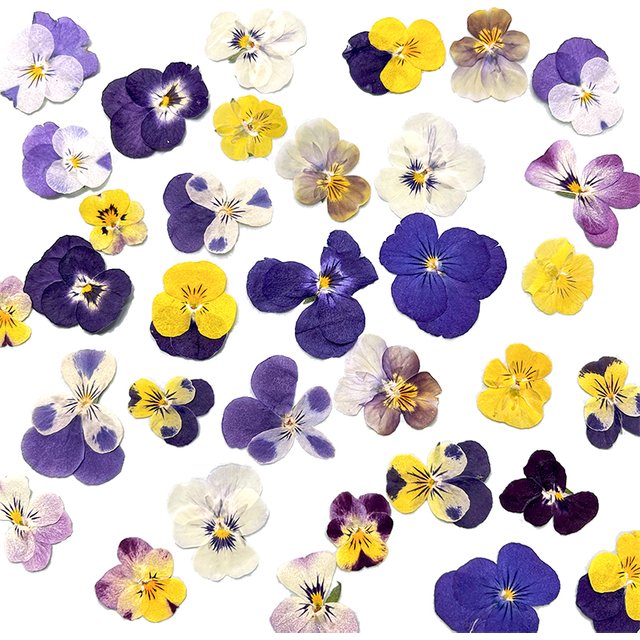12pcs,Natural Pressed Pansy Dried Flowers DIY Craft Supplies for Photo Frame/Bookmark/Lamp/Resin Jewelry/Phone Case/Petal Makeup