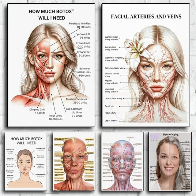 Simplicity Facial Muscle Vessels Detailed Art Education Medical Beauty Medical Canvas Paint Posters Wall Art Picture Room Decor