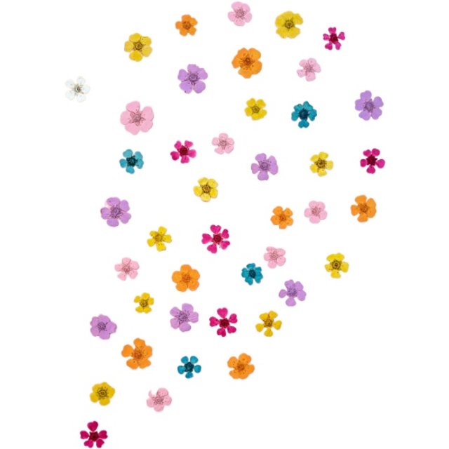 20pcs,Dried Pearl Plum&Mini Narcissus,Real Plant Specimens for DIY Epoxy Phone Case,flower Photo Frame Nail Art & Petal Makeup