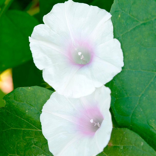 Morning Glory 'White Pink Blush' - Seeds