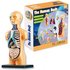 DIY Human Body Model Educational Toy