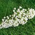 Simulation baby’s breath bride wedding home decoration ins style hand-held bouquet baby’s breath simulation flower fake flower ornaments
