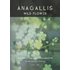Anagallis. Wild Flower