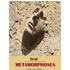Metamorphoses