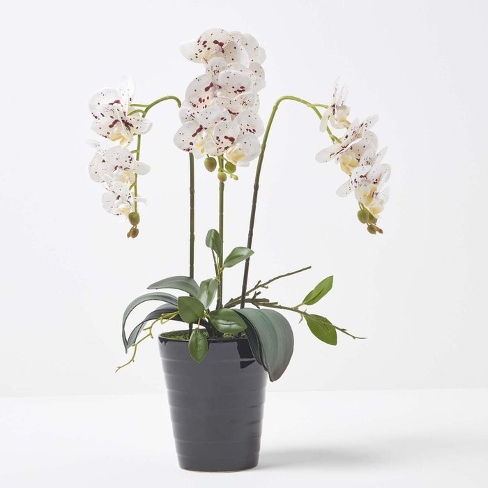 The Range | Homescapes Homescapes Large 56cm Lifelike Artificial White Orchid in Black Ceramic Pot - White Homescapes Homescapes Large 56cm Lifelike Artificial White Orchid in Black Ceramic Pot - White