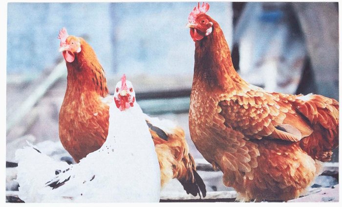 The Range | Homescapes Recycled Rubber Printed Chickens Doormat - Multi Homescapes Recycled Rubber Printed Chickens Doormat - Multi