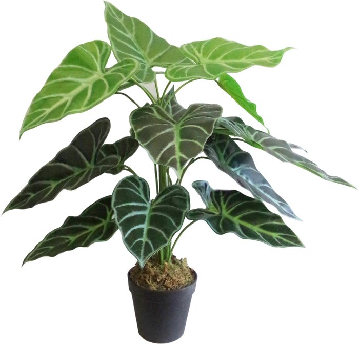 The Range | Leaf Artificial Alocasia Amazonica Polly Taro Plant - Green Leaf Artificial Alocasia Amazonica Polly Taro Plant - Green