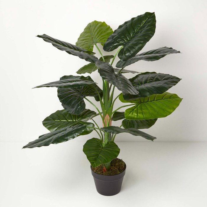 The Range | Homescapes Homescapes Taro Plant in Pot, 90 cm Tall - Green Homescapes Homescapes Taro Plant in Pot, 90 cm Tall - Green