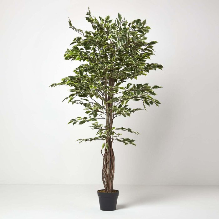 The Range | Homescapes Homescapes Variegated Green Ficus Tree Artificial Plant with Twisted Trunk, 6 Ft - Green Homescapes Homescapes Variegated Green Ficus Tree Artificial Plant with Twisted Trunk, 6 Ft - Green