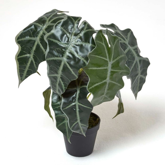 The Range | Homescapes Homescapes Amazonica Elephant Ear Plant in Pot, 50 cm Tall - Green Homescapes Homescapes Amazonica Elephant Ear Plant in Pot, 50 cm Tall - Green