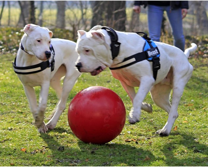 The Range | Jolly Pets Push-N-Play Dog Ball - TL5212 - Red Jolly Pets Push-N-Play Dog Ball - TL5212 - Red