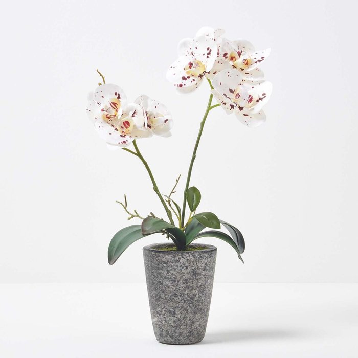 The Range | Homescapes Homescapes 38cm Lifelike Artificial White Orchid in Grey Cement Pot - White Homescapes Homescapes 38cm Lifelike Artificial White Orchid in Grey Cement Pot - White