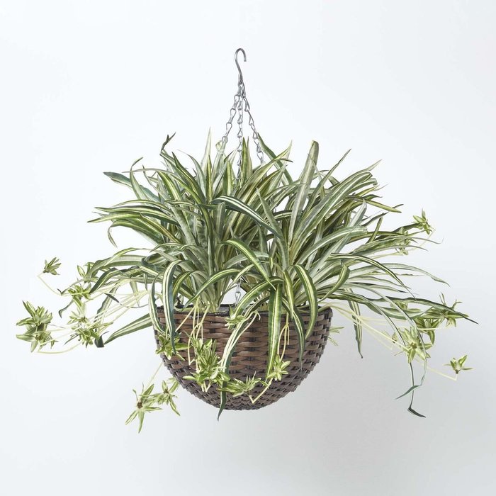 The Range | Homescapes Homescapes Artificial Hanging Basket Spider Plant, 60 cm - Green Homescapes Homescapes Artificial Hanging Basket Spider Plant, 60 cm - Green