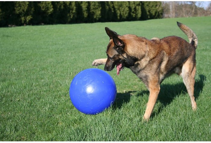 The Range | Jolly Pets Push-N-Play Dog Ball - TL5212 - Blue Jolly Pets Push-N-Play Dog Ball - TL5212 - Blue