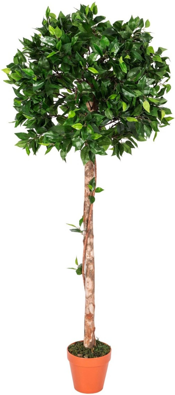 The Range | Homescapes Homescapes Green 4ft Ficus Topiary Artificial Tree with Pot, 125 cm - Green Homescapes Homescapes Green 4ft Ficus Topiary Artificial Tree with Pot, 125 cm - Green