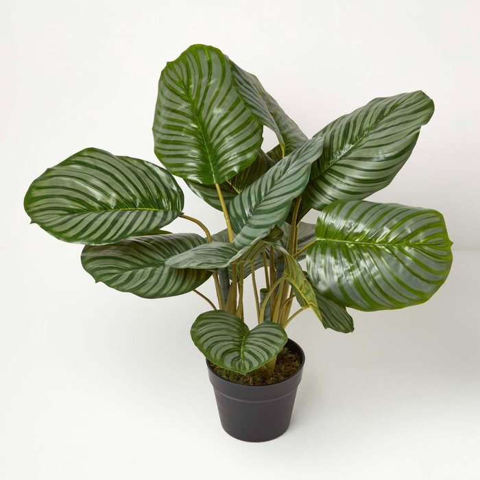 The Range | Homescapes Homescapes Calathea Peacock Plant in Pot, 55 cm Tall - Green Homescapes Homescapes Calathea Peacock Plant in Pot, 55 cm Tall - Green