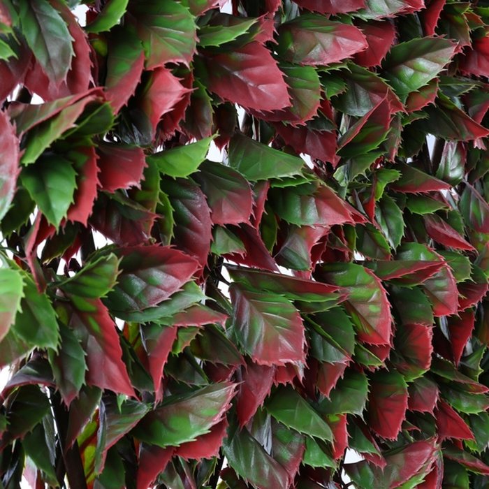 The Range | Samuel Alexander 1 x 2m Trellis Willow Backed Privacy Screen - Green / Red Beech Leaf Samuel Alexander 1 x 2m Trellis Willow Backed Privacy Screen - Green / Red Beech Leaf