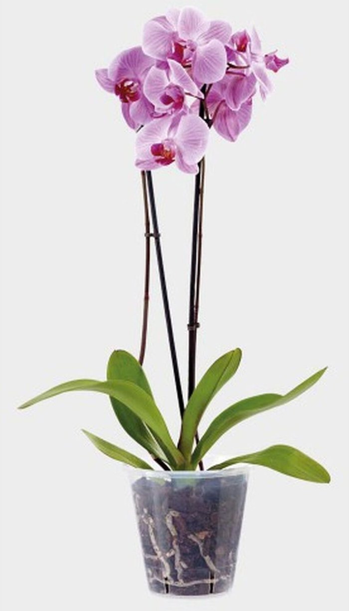 The Range | Stewart Clear Orchid Pot Plastic Orchid Flower Plant Pot 11cm - Clear Stewart Clear Orchid Pot Plastic Orchid Flower Plant Pot 11cm - Clear