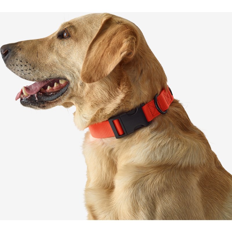 Hundehalsband 100 orange