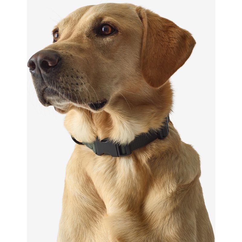 Hundehalsband 100 grün