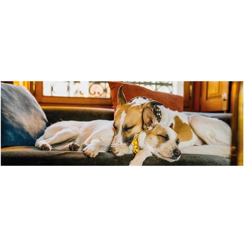 Puzzle Panoramique - Gump II Dino