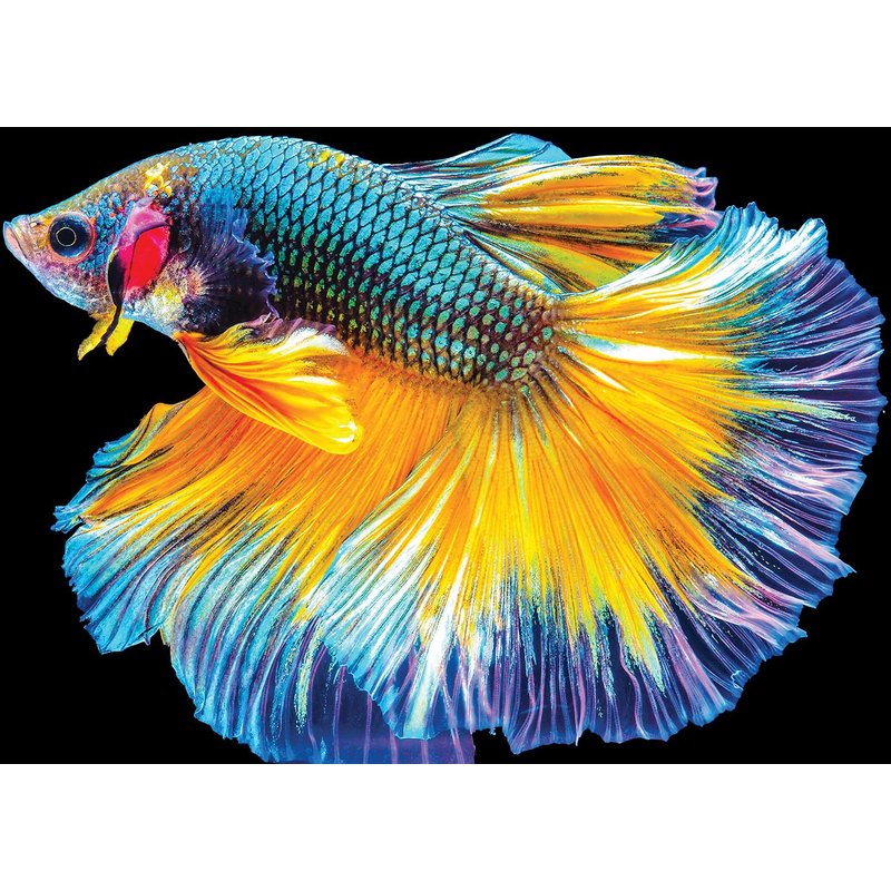 Puzzle Nature Colorée - Poisson Interdruk