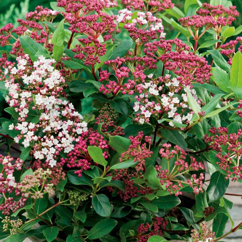 Viburnum Tinus Eve Price (4.5L Pot)