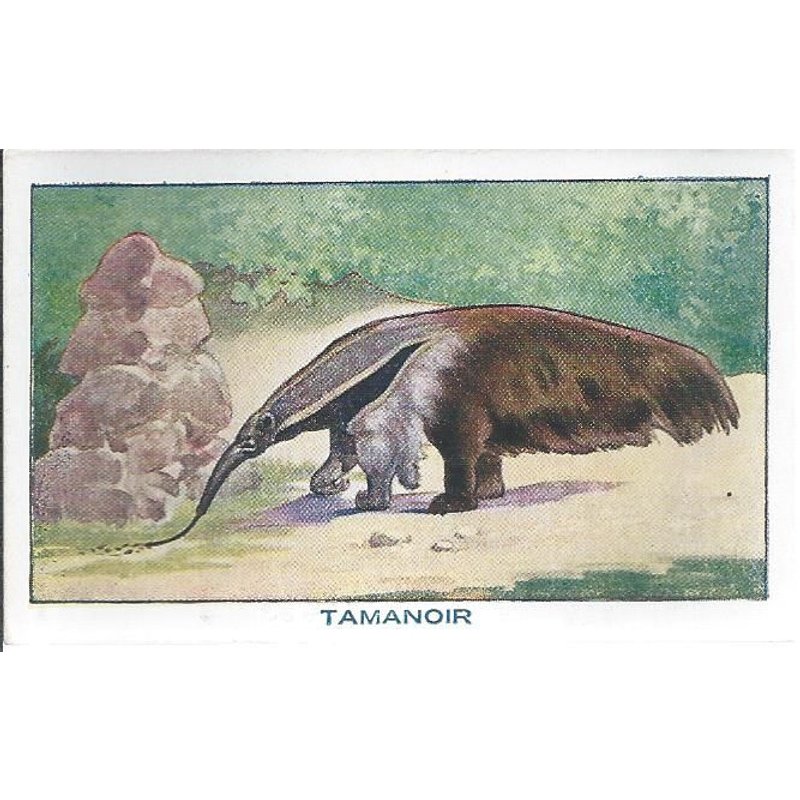 Bon Point À Collectionner ( Sirop De Deschiens À L'hémoglobine ) : Les Mammifères : Tamanoir ( N° 70 )