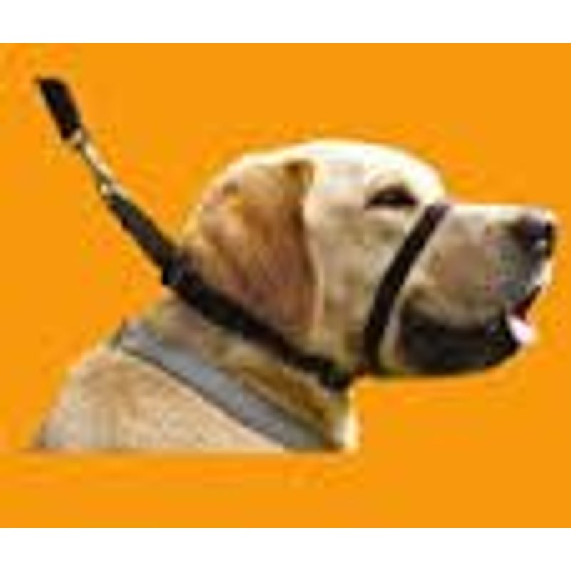 Collier Licol Canny Collar Et Colossus