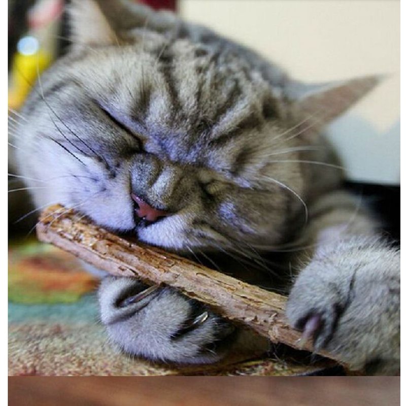 Baton Stimulant Chats Actinidia & Matatabi