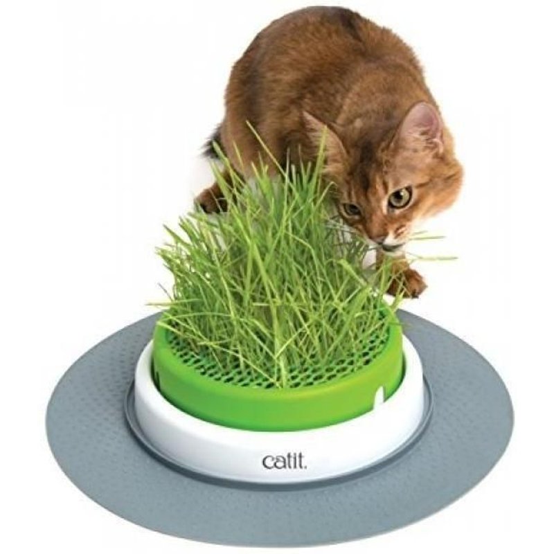 Cat It Jardin D'herbe A Chat Senses 2.0