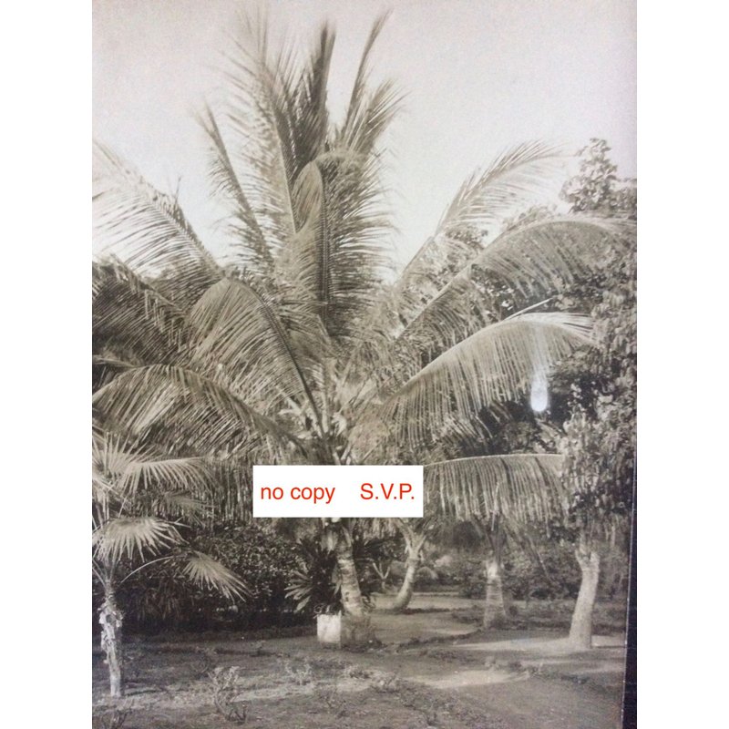 Photo 16,5 X 12 Cm) : Jardin D' Essai De Camayenne, Guinée. Jeune Cocotier, Début Du Siècle Derni Er