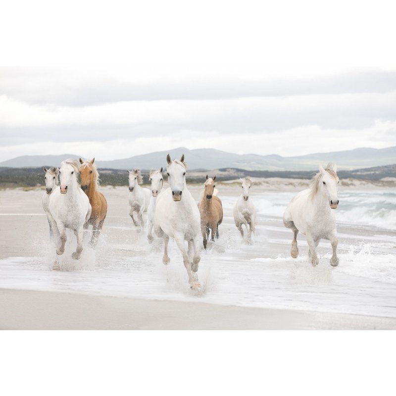 White Horses Photo Murale - 368 X 254 Cm - Enfants