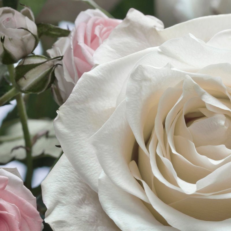 Floraison Photo Murale - 368 X 254 Cm - Enfants