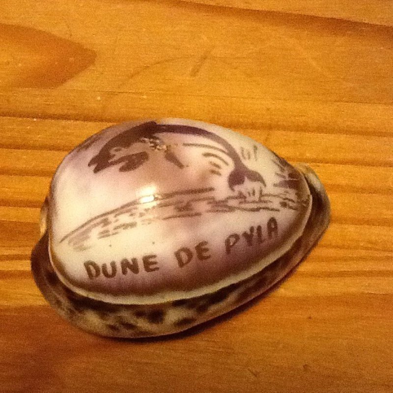 Coquillage Dune Du Pyla